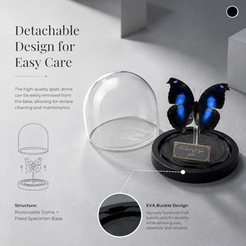 Wugakio Glass Taxidermy Butterfly Specimen Shadow Box, Butterfly Gifts for Women Girls with Glass Cover, Butterfly Decor for Bedroom Office Living Room Desk (Napeocles jucunda) - Thumbnail 2