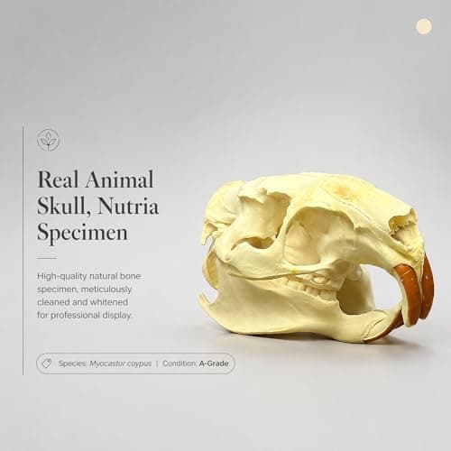 Wugakio Taxidermy Real Animals Myocastor coypus Skulls, Real Bones Specimen, Taxidermy Supplies for Science Education - Beaver Rat (1pcs Beaver Rat Skull) - Thumbnail 5