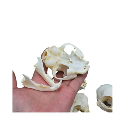 Wugakio Taxidermy Real Animals Myocastor Cat Skulls, Real Bones Specimen, Taxidermy Supplies for Science Education - Thumbnail 5