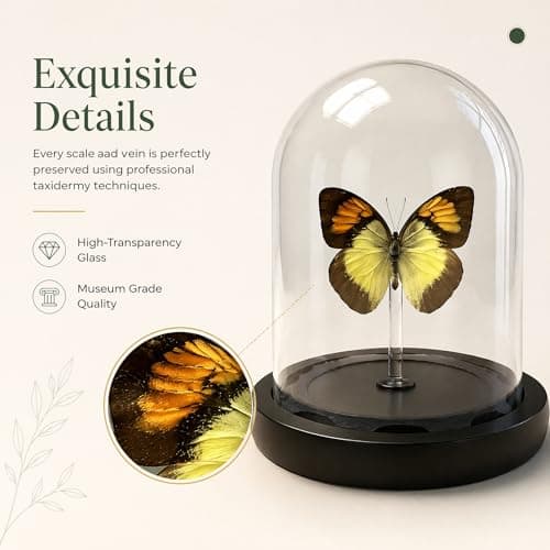 Real Taxidermy Butterfly Specimen Orange Pink Butterfly Shadow Box, Butterfly Gifts for Women Girls with Glass Cover, Butterfly Decor for Bedroom Office Living Room Desk - Thumbnail 2