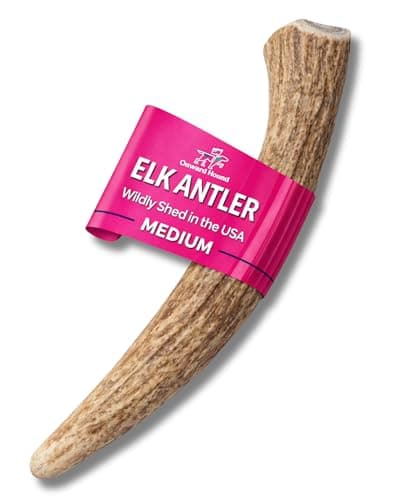 Onward Hound Elk Antlers for Dogs – Deer Antler for Dogs, 6"+ Medium Whole Natural Chew, Long Lasting for Aggressive Chewers, Premium Grade A Naturally Shed USA Elk Antlers, 1-Pack