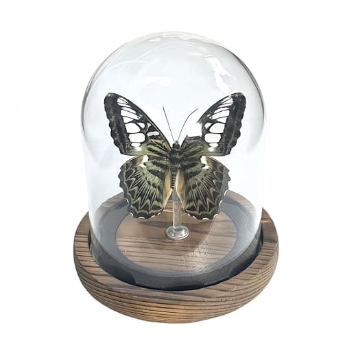 Wugakio Glass Taxidermy Butterfly Specimen Shadow Box, Butterfly Gifts for Women Girls with Glass Cover, Butterfly Decor for Bedroom Office Living Room Desk (Parthenos syvia) - Image 1