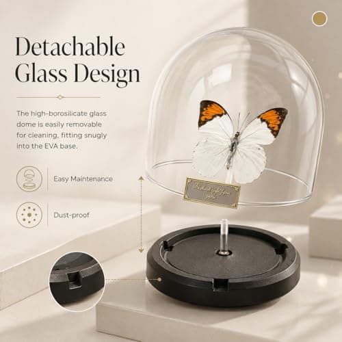 Wugakio Glass Taxidermy Butterfly Specimen Shadow Box, Butterfly Gifts for Women Girls with Glass Cover, Butterfly Decor for Bedroom Office Living Room Desk (Hebomoia glaucippe-1) - Thumbnail 5