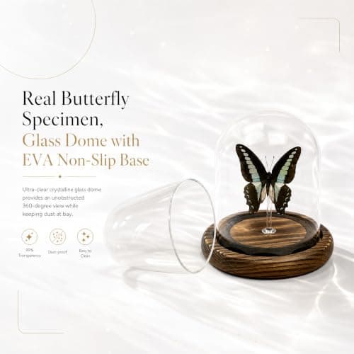 Wugakio Glass Taxidermy Butterfly Specimen Shadow Box, Butterfly Gifts for Women Girls with Glass Cover, Butterfly Decor for Bedroom Office Living Room Desk (Graphium sarpedon) - Thumbnail 6