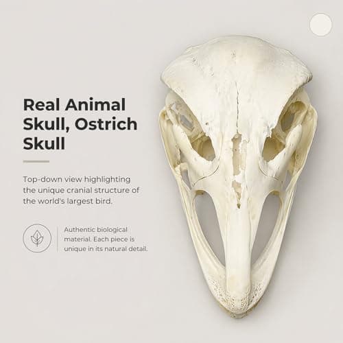 Wugakio 1pc Authentic Ostrich Head Bone, Real Animal Skull Specimen for Scientific Research and Artistic Decoration - Thumbnail 5