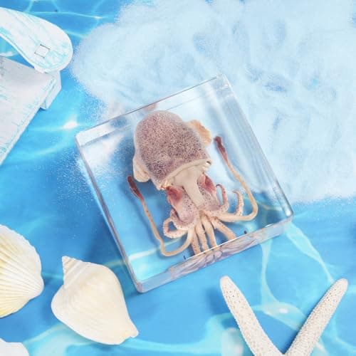 Taxidermy Squid, Professional SquidTaxidermy in Clear Resin, Ideal for School Lab Zoology Dissections, Unique Gifts for Specimen Collectors, Ocean Enthusiasts, and Loved Ones - Thumbnail 4