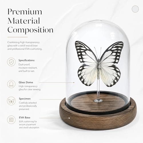 Wugakio Glass Taxidermy Butterfly Specimen Shadow Box, Butterfly Gifts for Women Girls with Glass Cover, Butterfly Decor for Bedroom Office Living Room Desk (Prioneris thestylis) - Thumbnail 4