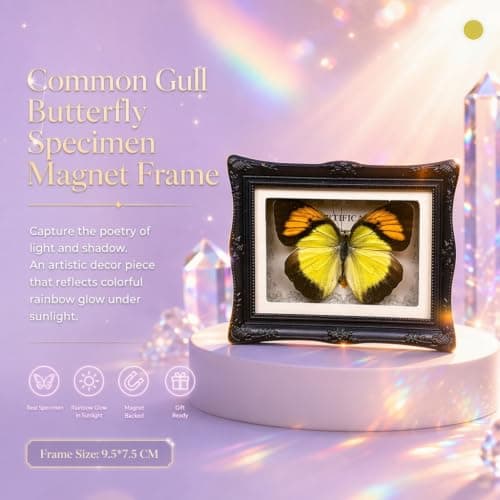 1Pcs Real Butterfly Framed Handmade, Taxidermy Butterfly Shadow Box Collection, Framed Butterfly Taxidermy for Oddities and Curiosities Gifts Tabletop Ornaments (#01-butterfly Specimen+photo Frame) - Thumbnail 5