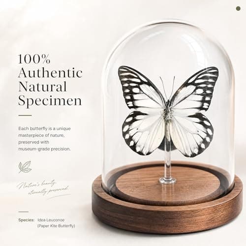Wugakio Glass Taxidermy Butterfly Specimen Shadow Box, Butterfly Gifts for Women Girls with Glass Cover, Butterfly Decor for Bedroom Office Living Room Desk (Prioneris thestylis) - Thumbnail 3