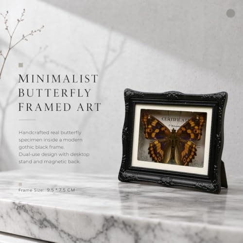 1Pcs Real Butterfly Framed Handmade, Taxidermy Butterfly Shadow Box Collection, Framed Butterfly Taxidermy for Oddities and Curiosities Gifts Tabletop Ornaments (#14-butterfly Specimen+photo Frame) - Thumbnail 3