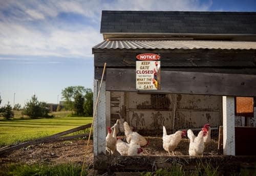 Carastora Keep Gate Closed Sign - Rustic Farm Metal Sign for Chicken Coop, Yard, Garden Fence or Outdoor Barn Decor, 12x8 Inch - Thumbnail 4
