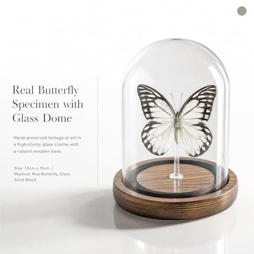 Wugakio Glass Taxidermy Butterfly Specimen Shadow Box, Butterfly Gifts for Women Girls with Glass Cover, Butterfly Decor for Bedroom Office Living Room Desk (Prioneris thestylis) - Thumbnail 2