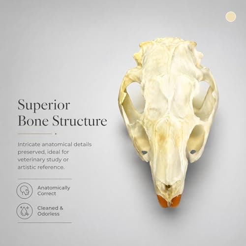 Wugakio Taxidermy Real Animals Myocastor coypus Skulls, Real Bones Specimen, Taxidermy Supplies for Science Education - Beaver Rat (1pcs Beaver Rat Skull) - Thumbnail 4