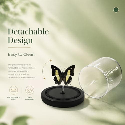 Real Taxidermy Butterfly Specimen Polyura narcaea Shadow Box, Butterfly Gifts for Women Girls with Glass Cover, Butterfly Decor for Bedroom Office Living Room Desk ﻿ - Thumbnail 2