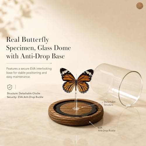 Wugakio Glass Taxidermy Butterfly Specimen Shadow Box, Butterfly Gifts for Women Girls with Glass Cover, Butterfly Decor for Bedroom Office Living Room Desk (Danaus genutia) - Thumbnail 3