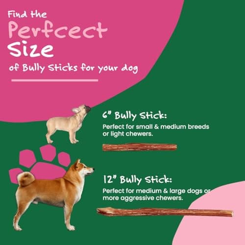 Willow&I Bully Sticks for Dogs -12 Inch Natural Bully Sticks for Medium, Large & Small Dogs- Premium 100% Grass Fed, Single Ingredient, Long Lasting, High Protein, Odor Free (12", 5 Pack) - Thumbnail 5