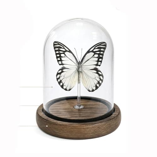Wugakio Glass Taxidermy Butterfly Specimen Shadow Box, Butterfly Gifts for Women Girls with Glass Cover, Butterfly Decor for Bedroom Office Living Room Desk (Prioneris thestylis)