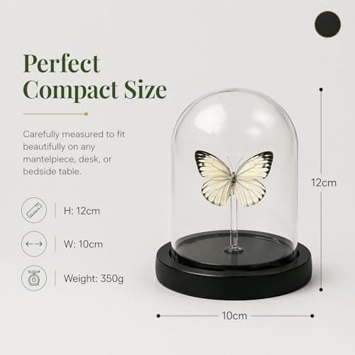 Real Taxidermy Butterfly Specimen Cepora Nadina Shadow Box, Butterfly Gifts for Women Girls with Glass Cover, Butterfly Decor for Bedroom Office Living Room Desk ﻿ - Thumbnail 3