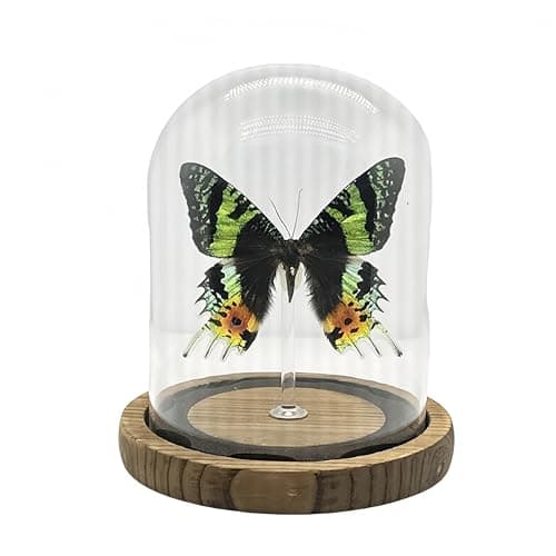 Wugakio Glass Taxidermy Butterfly Specimen Shadow Box, Butterfly Gifts for Women Girls with Glass Cover, Butterfly Decor for Bedroom Office Living Room Desk (Chrysiridia rhipheus) - Image 1