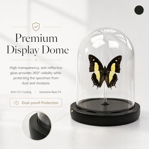 Real Taxidermy Butterfly Specimen Polyura narcaea Shadow Box, Butterfly Gifts for Women Girls with Glass Cover, Butterfly Decor for Bedroom Office Living Room Desk ﻿ - Thumbnail 6