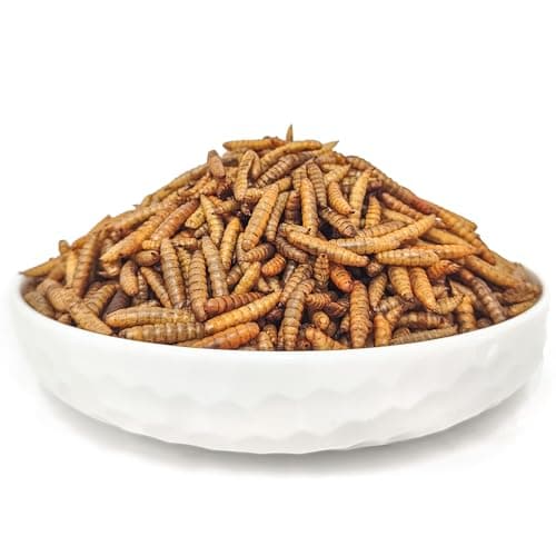 HARTOMPET Better Than Dried Mealworms for Chickens 10 lbs - 85X Calcium Than MealWorms - Non-GMO Chicken Feed Additive & Molting Supplement - black soldier fly larvae Treats for Hens, Ducks, Wild Bird - Thumbnail 6