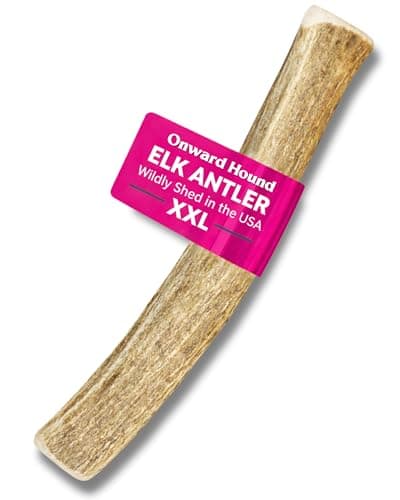 Onward Hound Elk Antlers for Dogs – Deer Antler for Dogs, 8"+ XXL Whole Natural Chew, Long Lasting for Aggressive Chewers, Premium Grade A Naturally Shed USA Elk Antlers, 1-Pack - Image 1