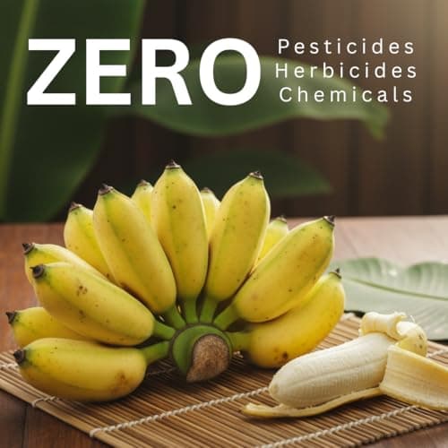 Organic Sun Dried Whole Bananas | No Sugar Added | No Preservatives | Unsulfured | Soft and Chewy Little Bananas | Thai Natural Fruit Snacks | Super Potassium Snack 12.6 OZ | Pack of 1 - Thumbnail 5