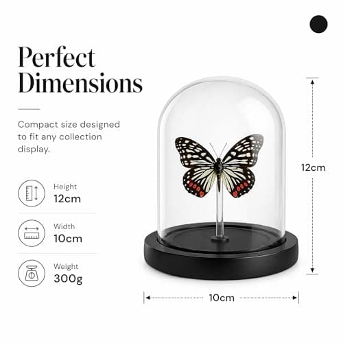Real Taxidermy Butterfly Specimen hestina assimilis Shadow Box, Butterfly Gifts for Women Girls with Glass Cover, Butterfly Decor for Bedroom Office Living Room Desk - Thumbnail 4
