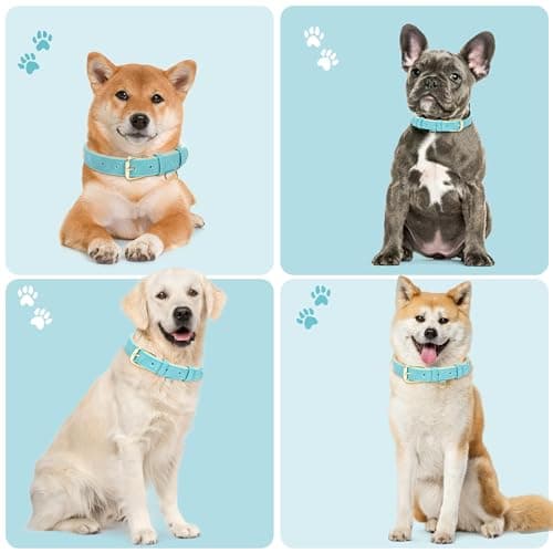 Jumpress Leather Dog Collar for Small Medium Large Dogs, Soft Padded Dog Leather Collar with Heavy Duty Gold Buckle, Durable & Comfortable for Medium Dogs Daily Walking (Teal, M) - Thumbnail 3