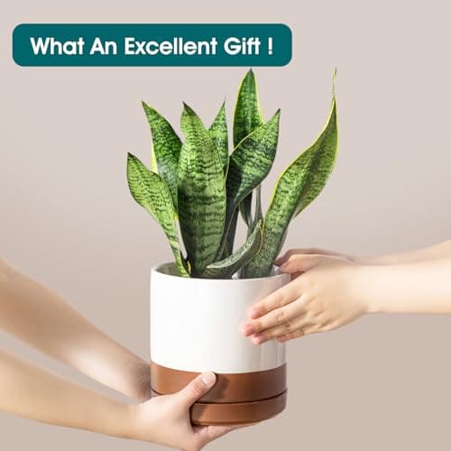 vancasso Ceramic Pots for Plants, Plant Pots for Indoor Plants, 6.25+8.25+10.25 Inch Ceramic Planters, Flower Pots with Drainage Holes, Planters Pot for Indoor House Plant, Set of 3, Khaki - Thumbnail 4