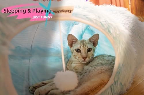 XxingSheep XL Cat Tunnel with Bed for Indoor Cats Peekaboo Cat Cave Donut Toy with Warm Mat,Azure Blue - Thumbnail 4