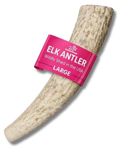 Onward Hound Elk Antlers for Dogs – Deer Antler for Dogs, 7"+ Large Whole Natural Chew, Long Lasting for Aggressive Chewers, Premium Grade A Naturally Shed USA Elk Antlers, 1-Pack