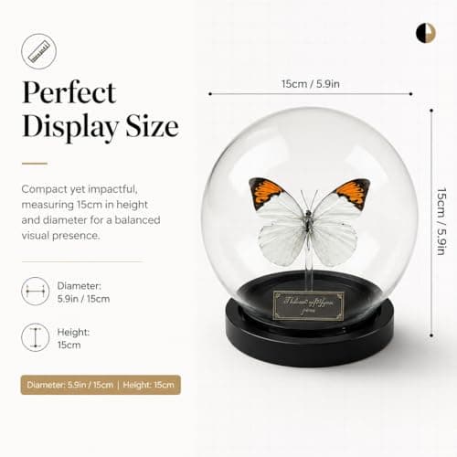 Wugakio Glass Taxidermy Butterfly Specimen Shadow Box, Butterfly Gifts for Women Girls with Glass Cover, Butterfly Decor for Bedroom Office Living Room Desk (Hebomoia glaucippe-1) - Thumbnail 2