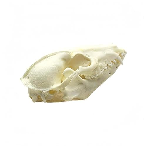 Wugakio Taxidermy Real Animals Myocastor Raccoon Dog Skulls, Real Bones Specimen, Taxidermy Supplies for Science Education - Image 1