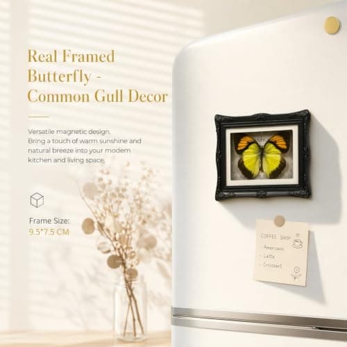 1Pcs Real Butterfly Framed Handmade, Taxidermy Butterfly Shadow Box Collection, Framed Butterfly Taxidermy for Oddities and Curiosities Gifts Tabletop Ornaments (#01-butterfly Specimen+photo Frame) - Thumbnail 4