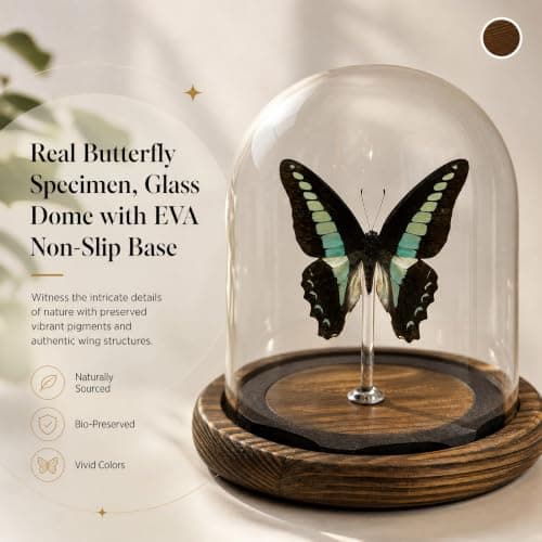 Wugakio Glass Taxidermy Butterfly Specimen Shadow Box, Butterfly Gifts for Women Girls with Glass Cover, Butterfly Decor for Bedroom Office Living Room Desk (Graphium sarpedon) - Thumbnail 2