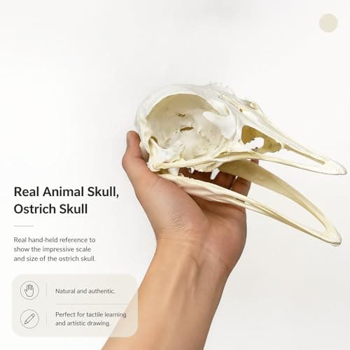 Wugakio 1pc Authentic Ostrich Head Bone, Real Animal Skull Specimen for Scientific Research and Artistic Decoration - Thumbnail 6