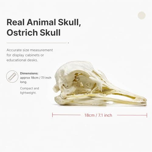 Wugakio 1pc Authentic Ostrich Head Bone, Real Animal Skull Specimen for Scientific Research and Artistic Decoration - Thumbnail 3