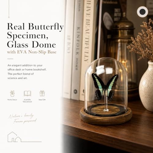 Wugakio Glass Taxidermy Butterfly Specimen Shadow Box, Butterfly Gifts for Women Girls with Glass Cover, Butterfly Decor for Bedroom Office Living Room Desk (Graphium sarpedon) - Thumbnail 5