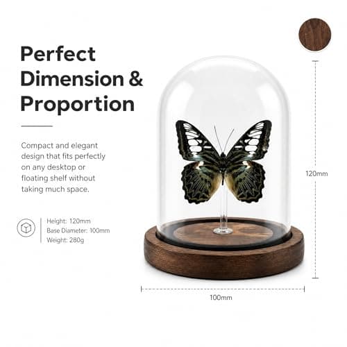 Wugakio Glass Taxidermy Butterfly Specimen Shadow Box, Butterfly Gifts for Women Girls with Glass Cover, Butterfly Decor for Bedroom Office Living Room Desk (Parthenos syvia) - Thumbnail 6