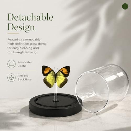 Real Taxidermy Butterfly Specimen Orange Pink Butterfly Shadow Box, Butterfly Gifts for Women Girls with Glass Cover, Butterfly Decor for Bedroom Office Living Room Desk - Thumbnail 3