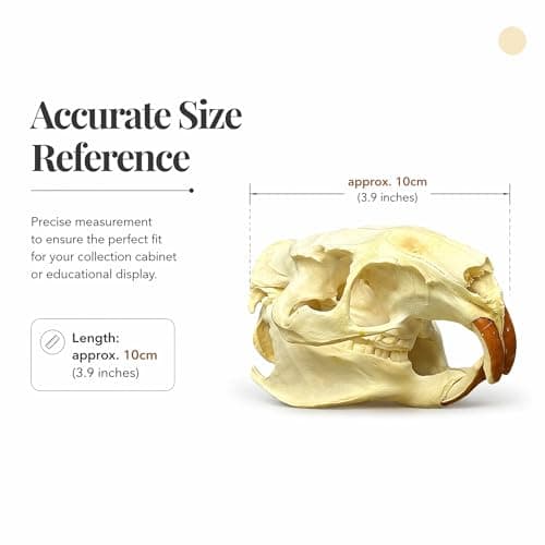 Wugakio Taxidermy Real Animals Myocastor coypus Skulls, Real Bones Specimen, Taxidermy Supplies for Science Education - Beaver Rat (1pcs Beaver Rat Skull) - Thumbnail 3