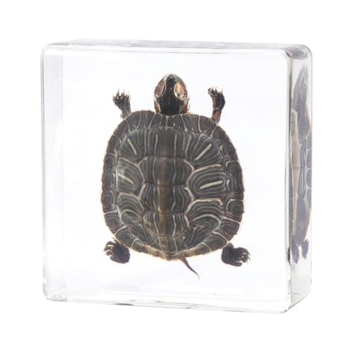 Taxidermy Turtle, Authentic Preserved Turtle Specimen in Resin - Real Taxidermy Animal for Science Education & Gothic Home Decor - Unique Gift Biological Display Piece