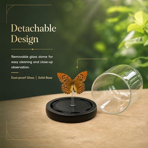 Real Taxidermy Butterfly Specimen Leopard Butterfly Shadow Box, Butterfly Gifts for Women Girls with Glass Cover, Butterfly Decor for Bedroom Office Living Room Desk ﻿ - Thumbnail 3