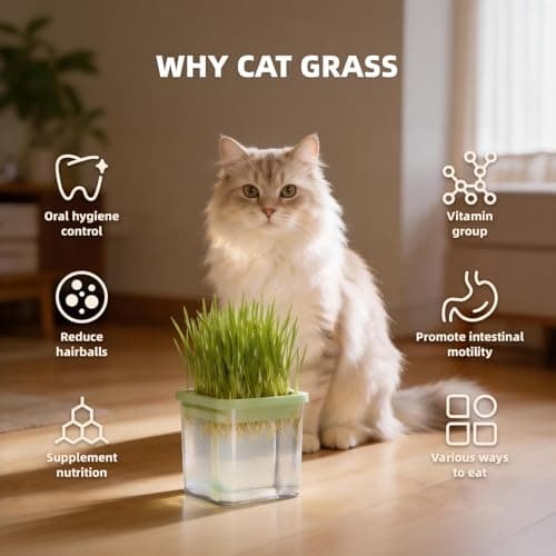 Hydroponic Cat Grass Kit with 5 Pack Non GMO Seeds & Scissors – Small Size for Frequent Fresh Batches, Grow up to 5 Times, Easy 3-Step Setup, Gifts for Cat Lovers (Food-Safe PP&AS, 7-Day Growth) - Thumbnail 5