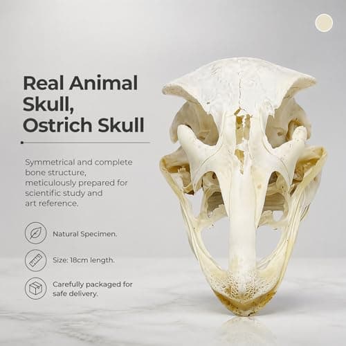 Wugakio 1pc Authentic Ostrich Head Bone, Real Animal Skull Specimen for Scientific Research and Artistic Decoration - Thumbnail 4