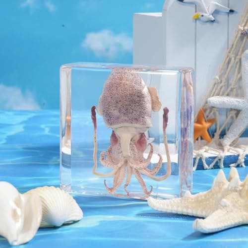 Taxidermy Squid, Professional SquidTaxidermy in Clear Resin, Ideal for School Lab Zoology Dissections, Unique Gifts for Specimen Collectors, Ocean Enthusiasts, and Loved Ones - Thumbnail 3