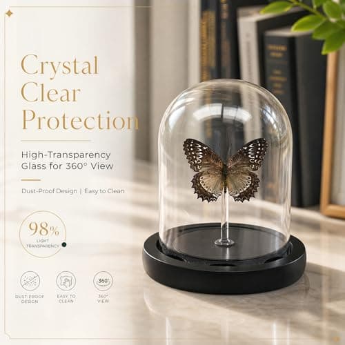 Real Taxidermy Butterfly Specimen Shadow Box, Butterfly Gifts for Women Girls with Glass Cover, Butterfly Decor for Bedroom Office Living Room Desk ﻿ Cethosia bibles Drury - Thumbnail 4