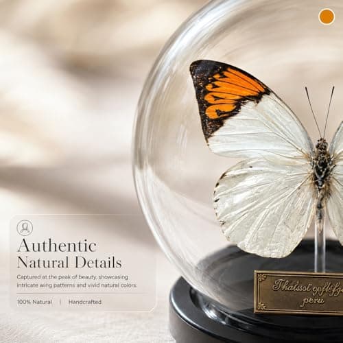 Wugakio Glass Taxidermy Butterfly Specimen Shadow Box, Butterfly Gifts for Women Girls with Glass Cover, Butterfly Decor for Bedroom Office Living Room Desk (Hebomoia glaucippe-1) - Thumbnail 4