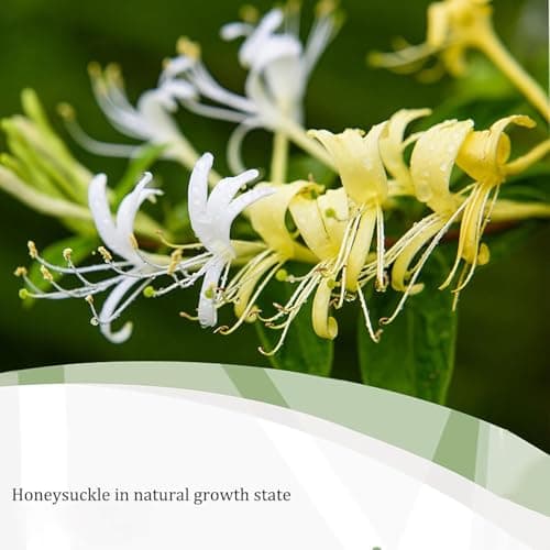 Honeysuckle Buds Organic, 100% Pure Natural Honey Suckle Buds- Hand-picked and Naturally Dried Honeysuckle Buds (2 Bags) - Thumbnail 4